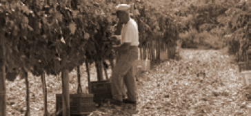 La Pieve Weinberg